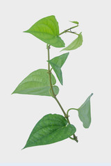 Green betel leaf isolated on the gary background with clipping path..