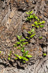 Young green sprouts and leaves on rough bark of an old tree