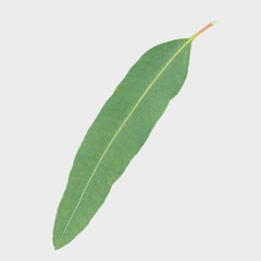 Obraz premium eucalyptus isolated on gray background with clipping path