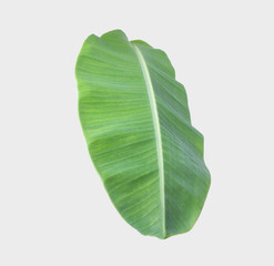 banana leaf.Isolated on white background with clipping path.