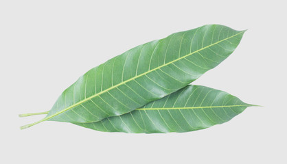 Fototapeta premium Green leaves of mango isolated on gray background, clipping path