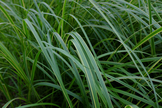 รูปภาพSpartina เลือกดูภาพถ่ายสต็อก เวกเตอร์ และวิดีโอ227 Adobe Stock