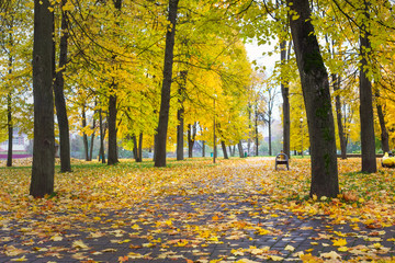Obraz premium Autumn in the park. Trees with colorful leaves