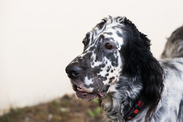 Portrait of an English setter close-up