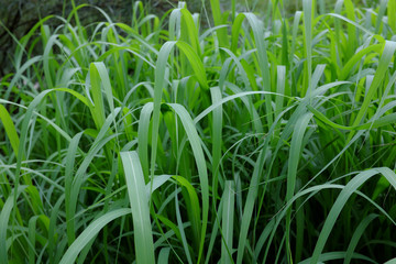 Miscanthus sacchariflorus, China