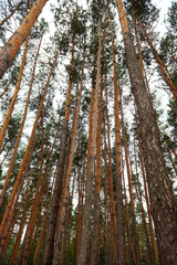 pine forest as a backdrop, beautiful and wild nature landscape