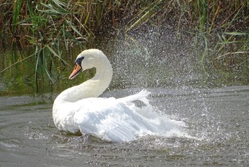 Swan bathing in the water