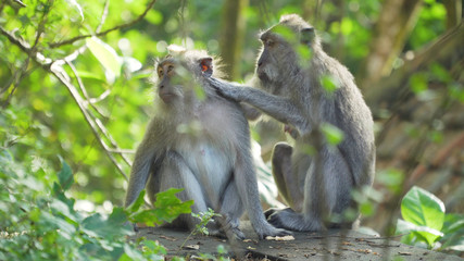 Monkey macaque in the rain forest. Monkeys in the natural environment. Bali, Indonesia. Long-tailed macaques, Macaca fascicularis.