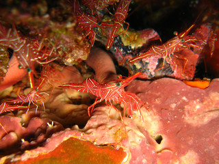 striped hinge-beak shrimp, Thailand