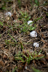 white snail shells on an meadow
