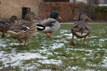 Ducks walking in the snow