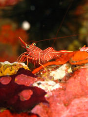 striped hinge-beak shrimp, Thailand