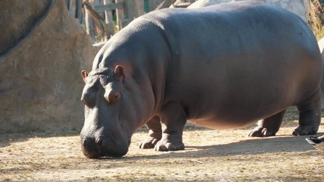 Thick charming Hippo at the zoo in summer