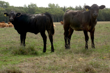 cows at their meadow