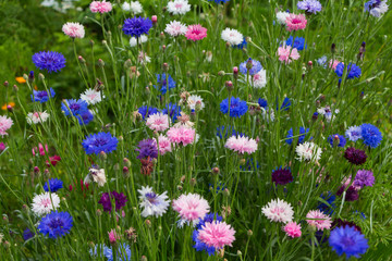 Fototapeta premium Background of wildflowers, flower texture