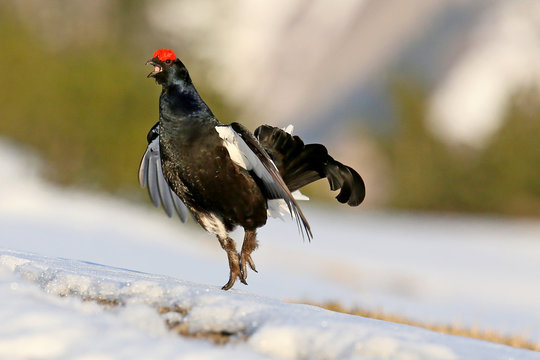 Birkhahn
