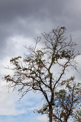 A tree without leaves against a gloomy autumn sky