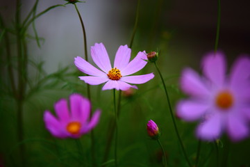 Fototapeta premium Flower pink