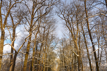 Alley in Catherine park at Tsarskoe Selo in winter. Pushkin. Saint Petersburg. Russia