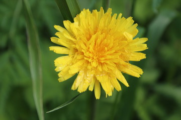 Yellow flower, macro