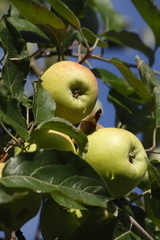 Reife Grüne Äpfel, Ast, Apfelbaum