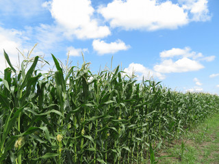 Green corn field and blue sky with white clouds. Agricultural landscape