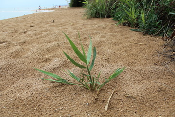 Green leafs, grass on beach