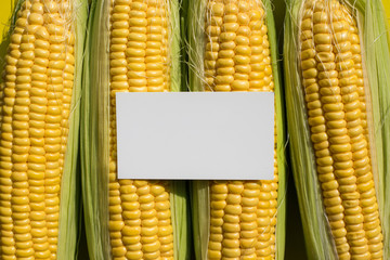 White empty card on yellow corn