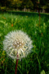 dandelion with blur background