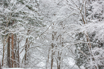 snow forest background, white nature trees texture