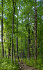 Fototapeta na wymiar A hike in the woods on the path up Old Rag from Shenandoah VA