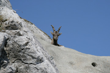 Alpine ibex in Switzerland