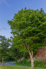 Tree at sunset along skyline drive