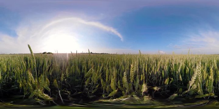 Field with green wheat on summer day, 360VR, VR. Spikelets of ripening green wheat on farm land.