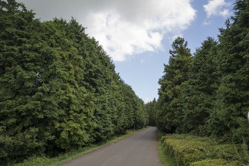 Fototapeta na wymiar Beautiful forest road