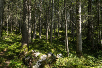 Fototapeta premium The View Inside a Forest in Summer