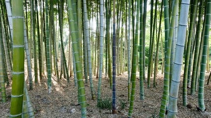 Bamboo, Bambus in der Natur