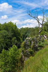 A dead tree on top of a hill overlooking the valley below at the C&O Canal