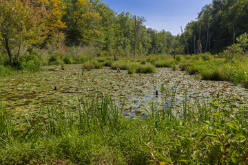 Pond with lily pads in early fall