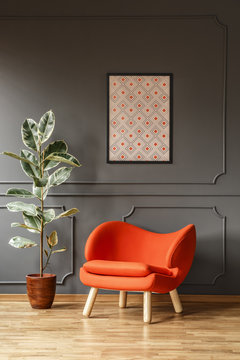 Ficus next to orange armchair against grey wall with poster in modern flat interior. Real photo