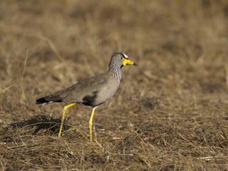 African wattled-plover, Vanellus senegallus