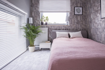 Plant next to bed with pink sheets and pillows in bright bedroom interior with windows. Real photo