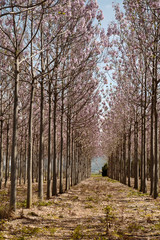 Obraz premium Pink flowers on trees. Tabebuia rosea
