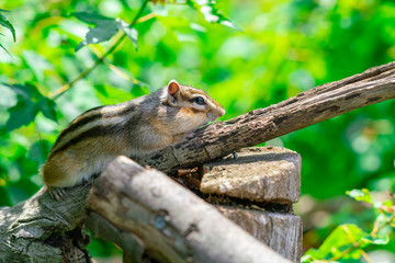 Obraz premium りす物語