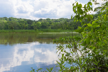 The wetlands along the Potomac River in Virginia
