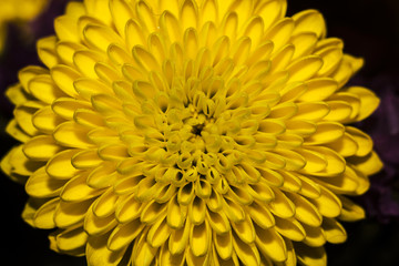 Yellow flower