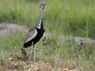 Black-bellied bustard, Eupodotis melanogaster