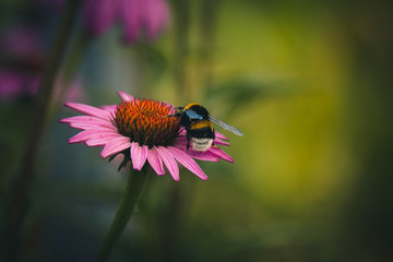 Bumblebee on a flower of Echinacea pink on a green background