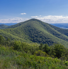 Fototapeta premium The Shenandoah Valley from a lookout at Skyline Drive with wild flowers