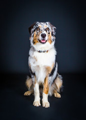 Portrai eines Australian Shepherd Hundes